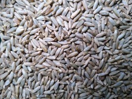 Rye Seed from US